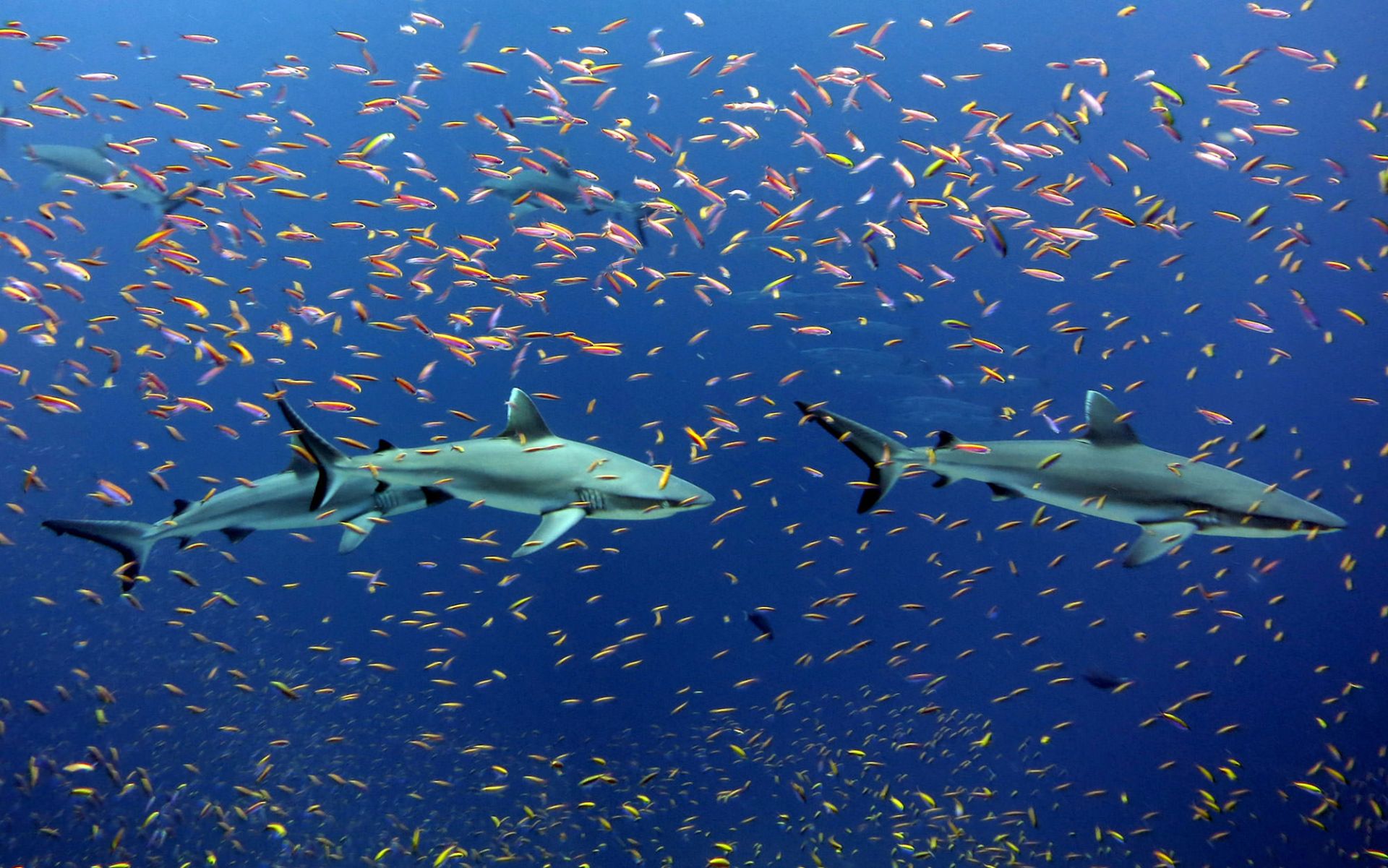 Under the sea: 50 breathtaking images from our oceans