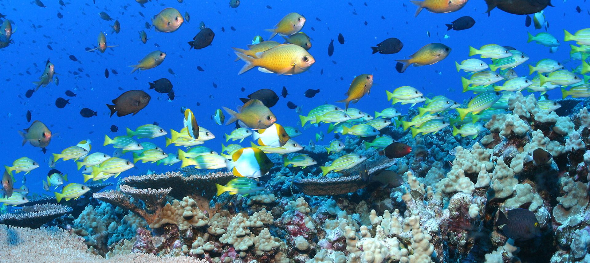 Under the sea: 50 breathtaking images from our oceans