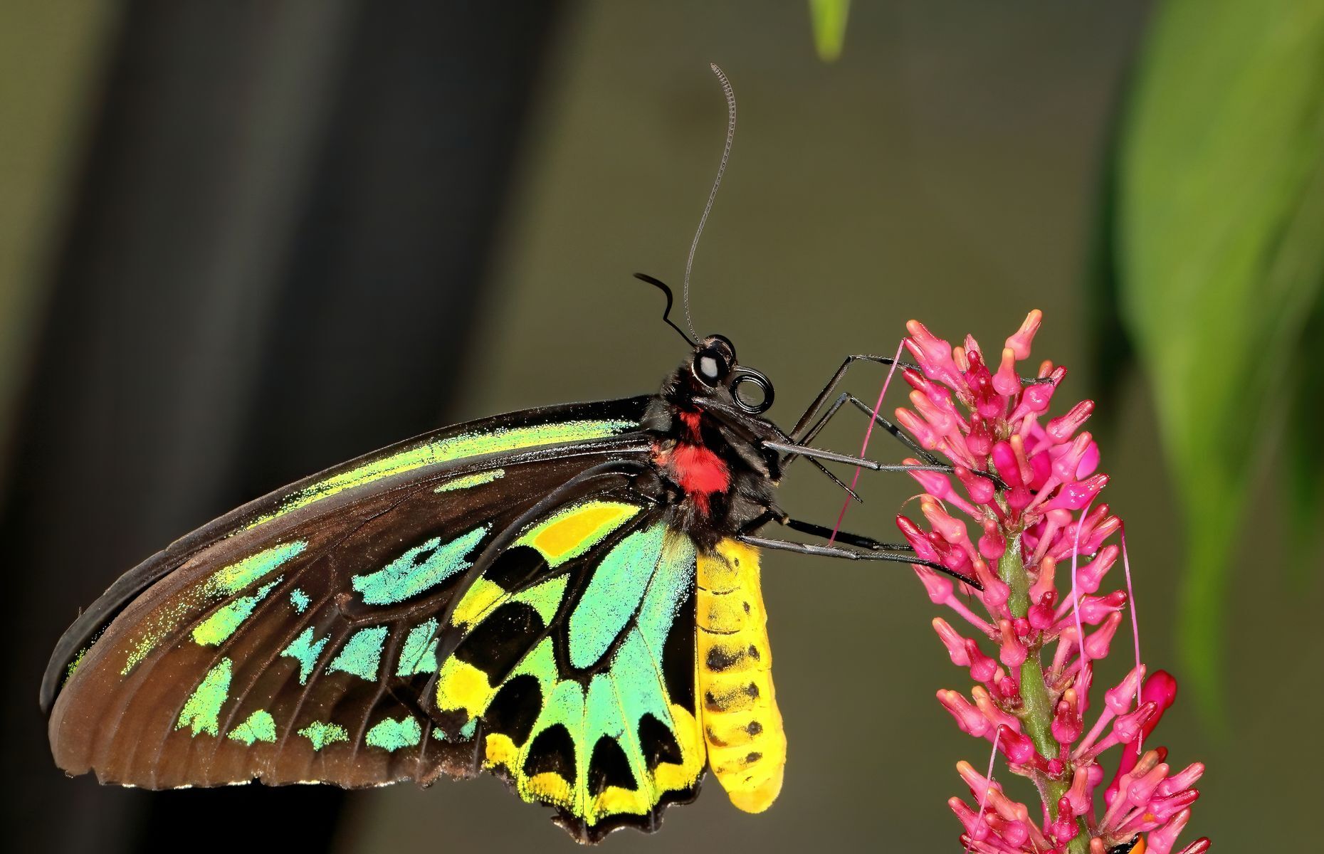 Бабочка королевы александры фото 20 totally amazing butterfly species