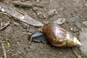 WAIALUA, HI - MAY 18: A Giant African Snail, native to east Africa, eats vegetation on the Kealea hiking trail May 18, 2004 in Waialua, Hawaii. The Invasive species of snail, also found in parts of Asia, has been known to eat up to 500 different types of plant life, destroying much of the native Hawaiian snail species' habitats. USDA health officials have seized several of the species from Wisconsin classrooms and have started a national search for the creatures as they can spread meningitis trough their mucous. (Photo by Phil Mislinski/Getty Images) ORG XMIT: 50849365 GTY ID: 50849365PM004_Snails