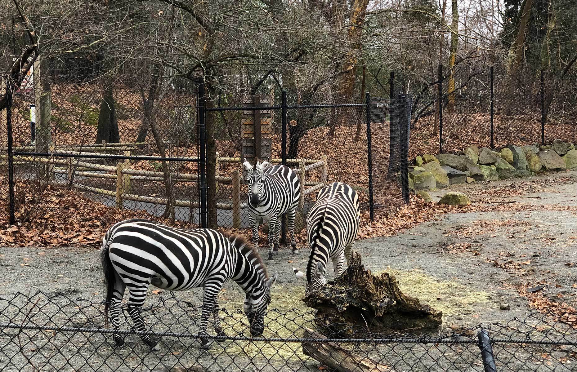 <p class="p1"><span>To catch a glimpse of giraffes, lions, zebras, a Komodo dragon, red pandas, and lots of <a href="http://www.rwpzoo.org/" rel="noreferrer noopener"><span>other animals</span></a>, stop by Providence’s Roger Williams Park Zoo. </span></p>