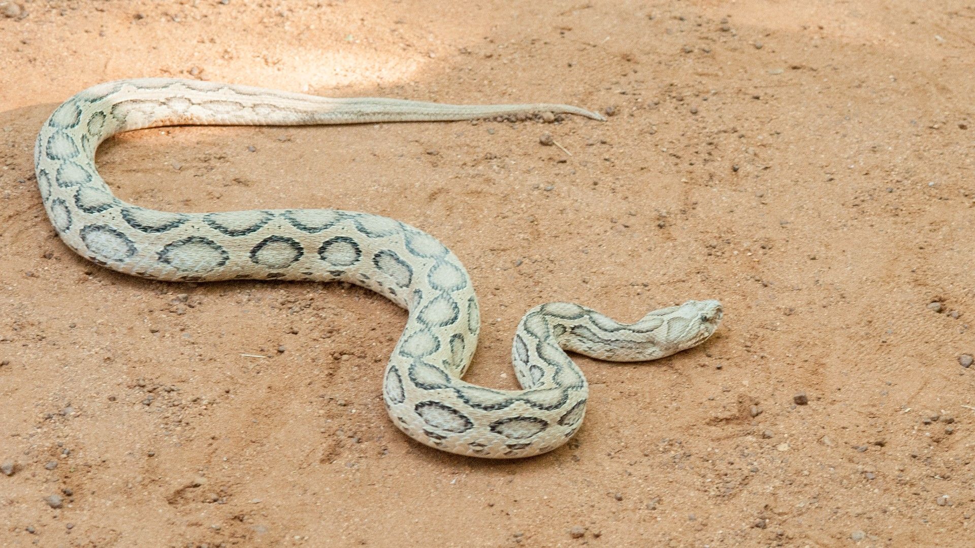 9 Of The World's Most Deadliest Snakes