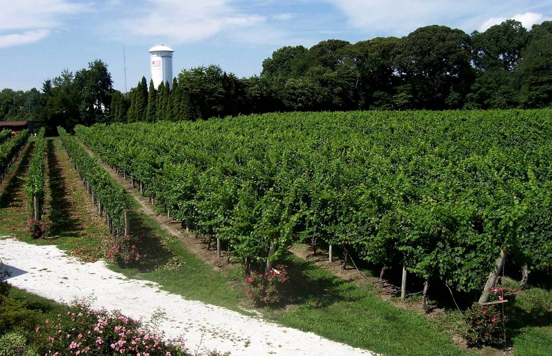 <p class="p1"><span>Why not make the most of your proximity to Cape May by visiting a vineyard? You’ll have nearly 10 wineries to choose from, including the <a href="https://capemaywinery.com/" rel="noreferrer noopener"><span>Cape May Winery</span></a>, <a href="https://willowcreekwinerycapemay.com/" rel="noreferrer noopener"><span>Willow Creek Farm and Winery</span></a>, <a href="https://www.turdovineyards.com/" rel="noreferrer noopener"><span>Turdo Vineyards and Winery</span></a>, <a href="https://natalivineyards.com/" rel="noreferrer noopener"><span>Natali Vineyards</span></a>, and <a href="http://www.jessiecreekwinery.com/" rel="noreferrer noopener"><span>Jessie Creek Winery</span></a></span><span>, Vineyard, and Inn</span><span>.</span></p>