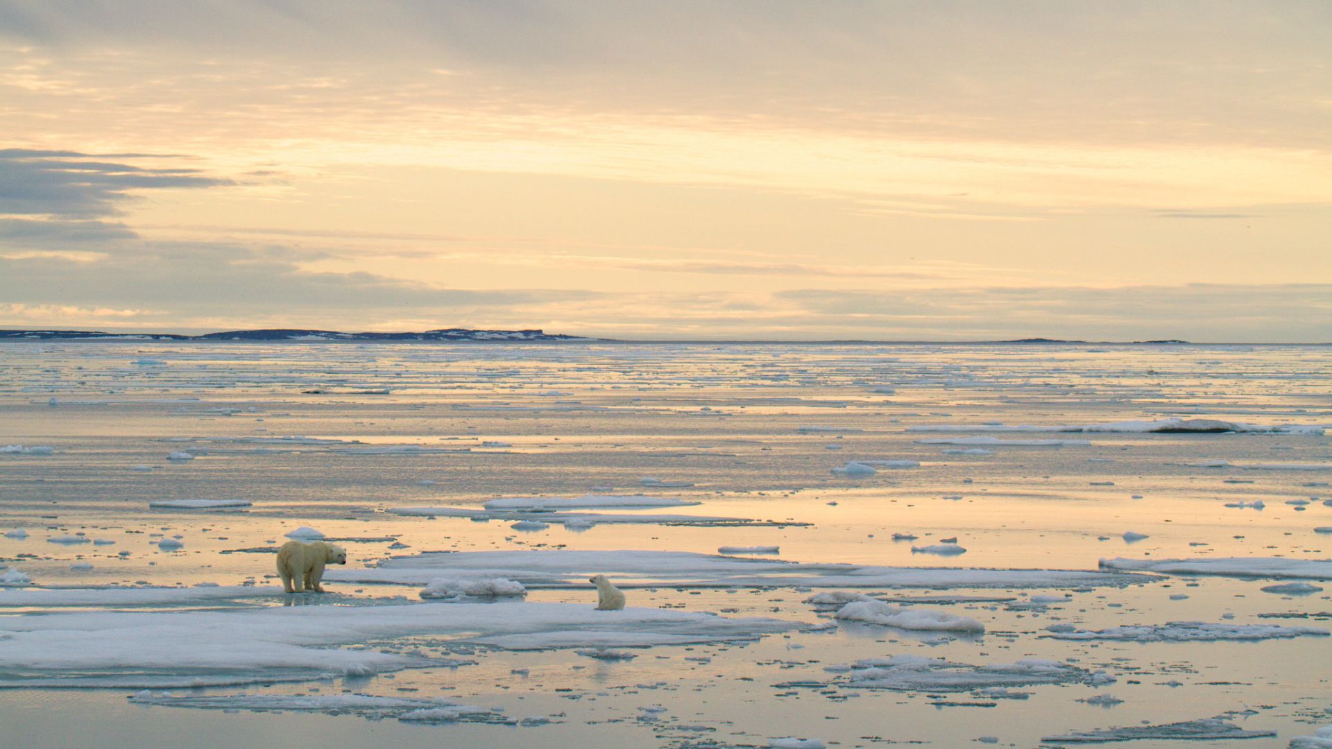 Polar bears: Stunning shots capture Earth's icons of climate change