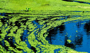 KDHE updates blue-green algae warning for Kansas lakes