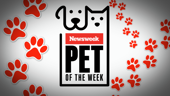 Pet Of The Week: A High-fiving Cat From Kansas Called Galveston
