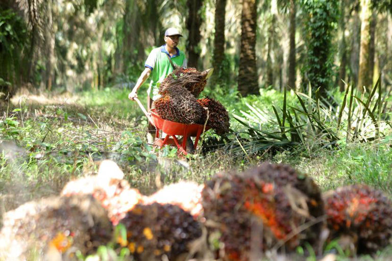 Petani mengumpulkan buah sawit hasil panen di perkebunan (ilustrasi). Program plasma yang dilakukan oleh Wilmar Central Kalimantan Project dinilai mampu menciptakan dampak pengganda dalam meningkatkan perekonomian dan taraf hidup petani.