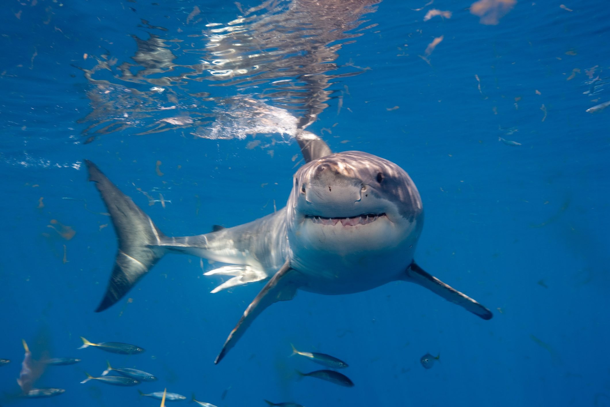 19 Fascinating (and Reassuring) Facts About Sharks