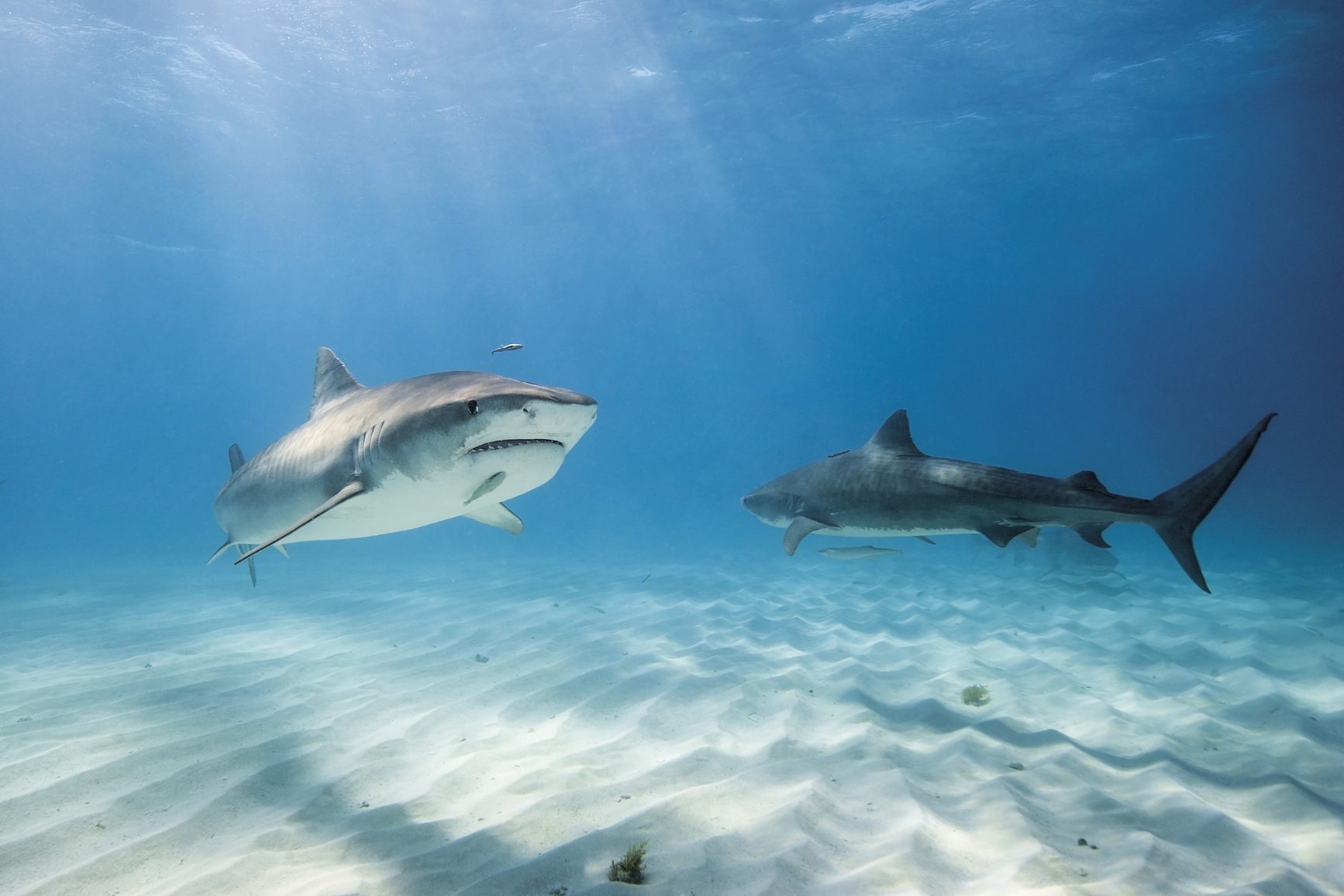 19 Fascinating (and Reassuring) Facts About Sharks