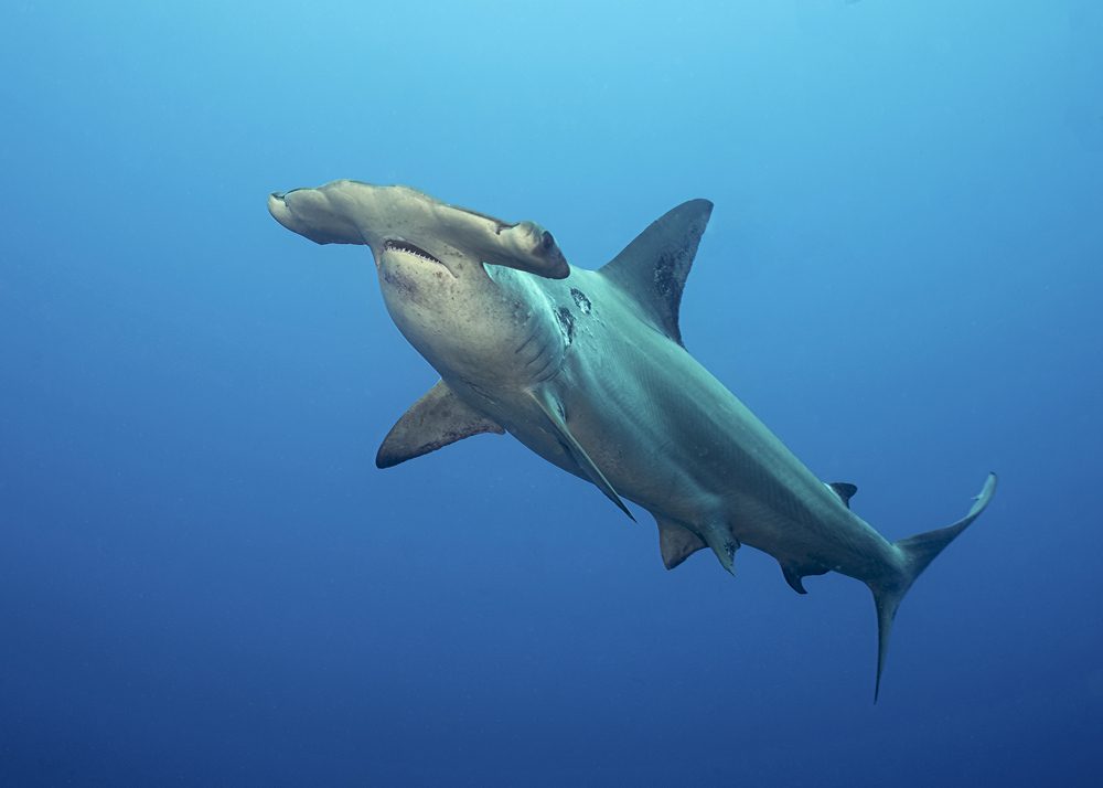 19 Fascinating (and Reassuring) Facts About Sharks