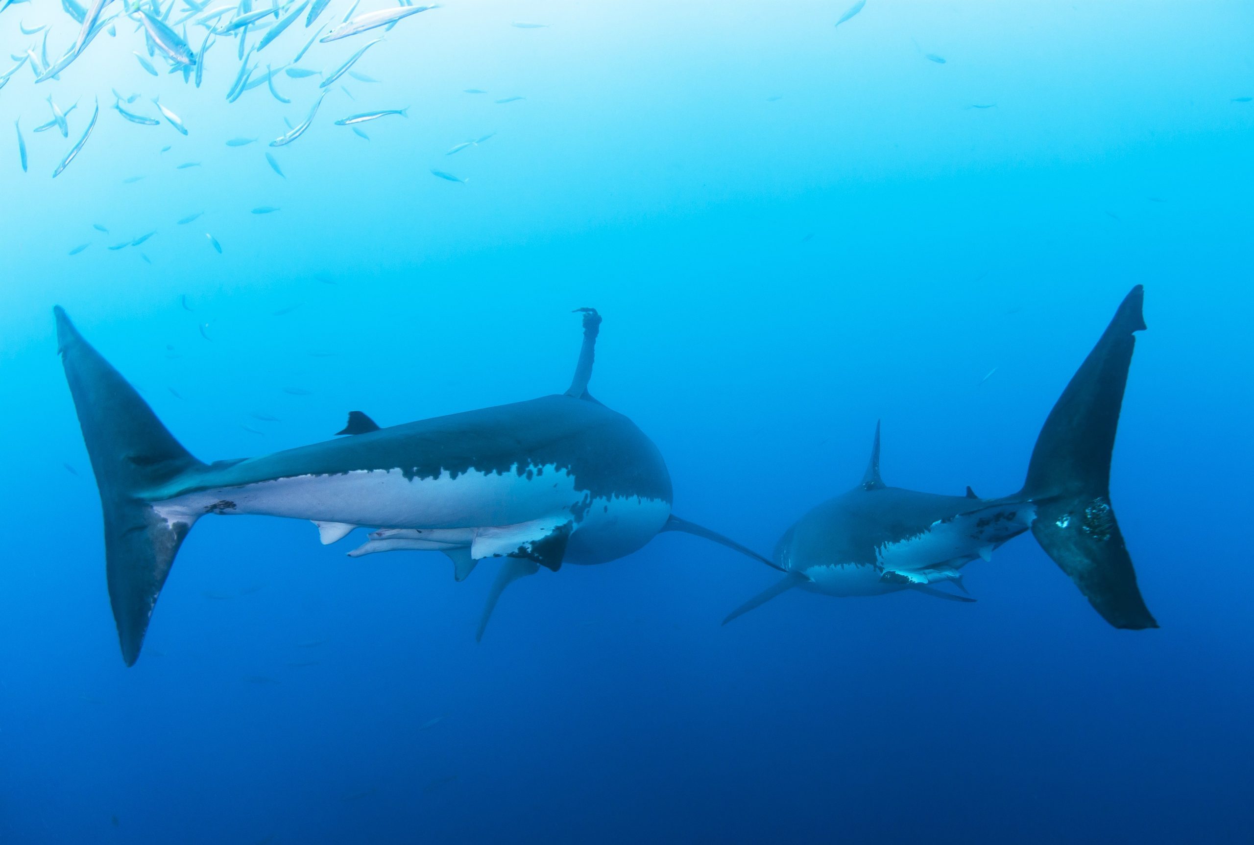 19-fascinating-and-reassuring-facts-about-sharks