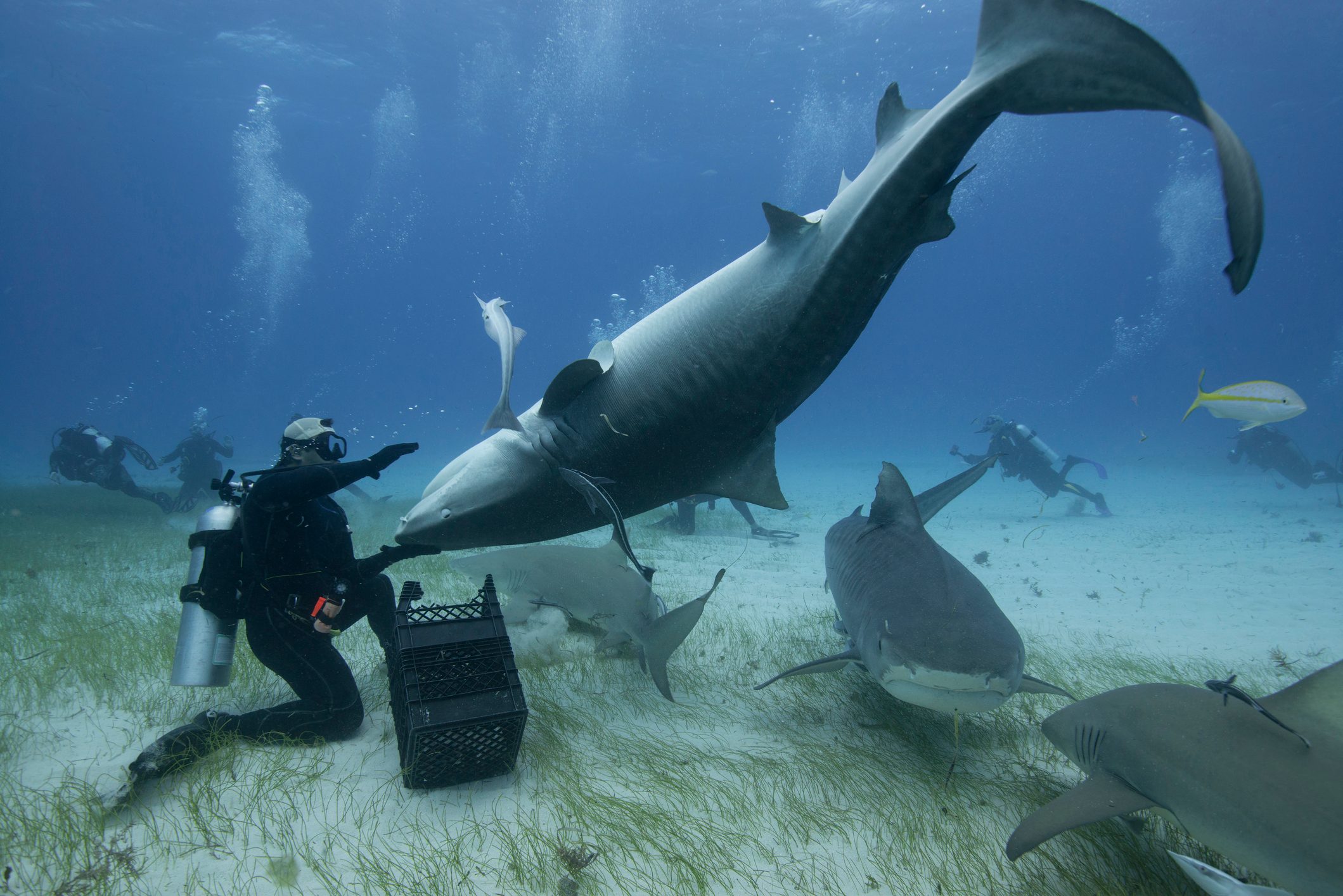 19 Fascinating (and Reassuring) Facts About Sharks