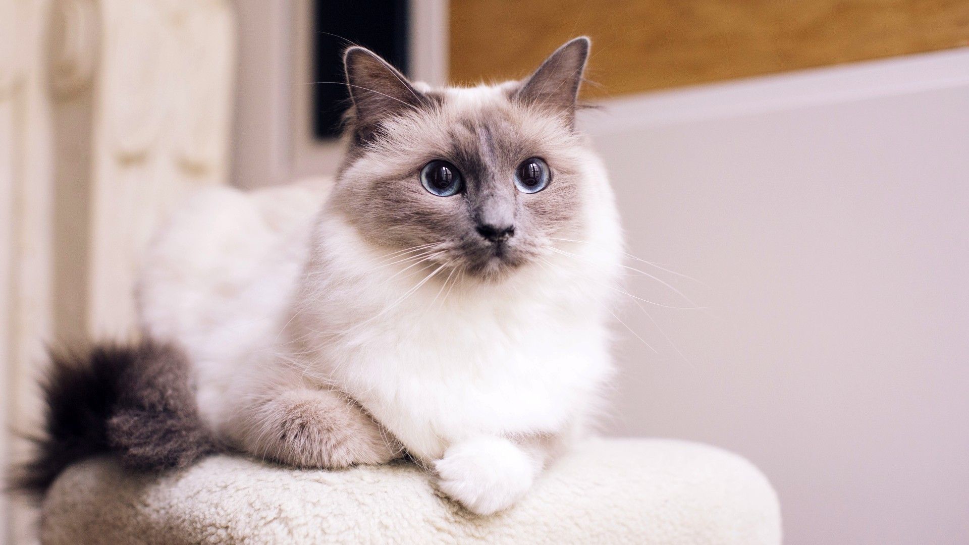 10 best types of cats to consider adding to your home