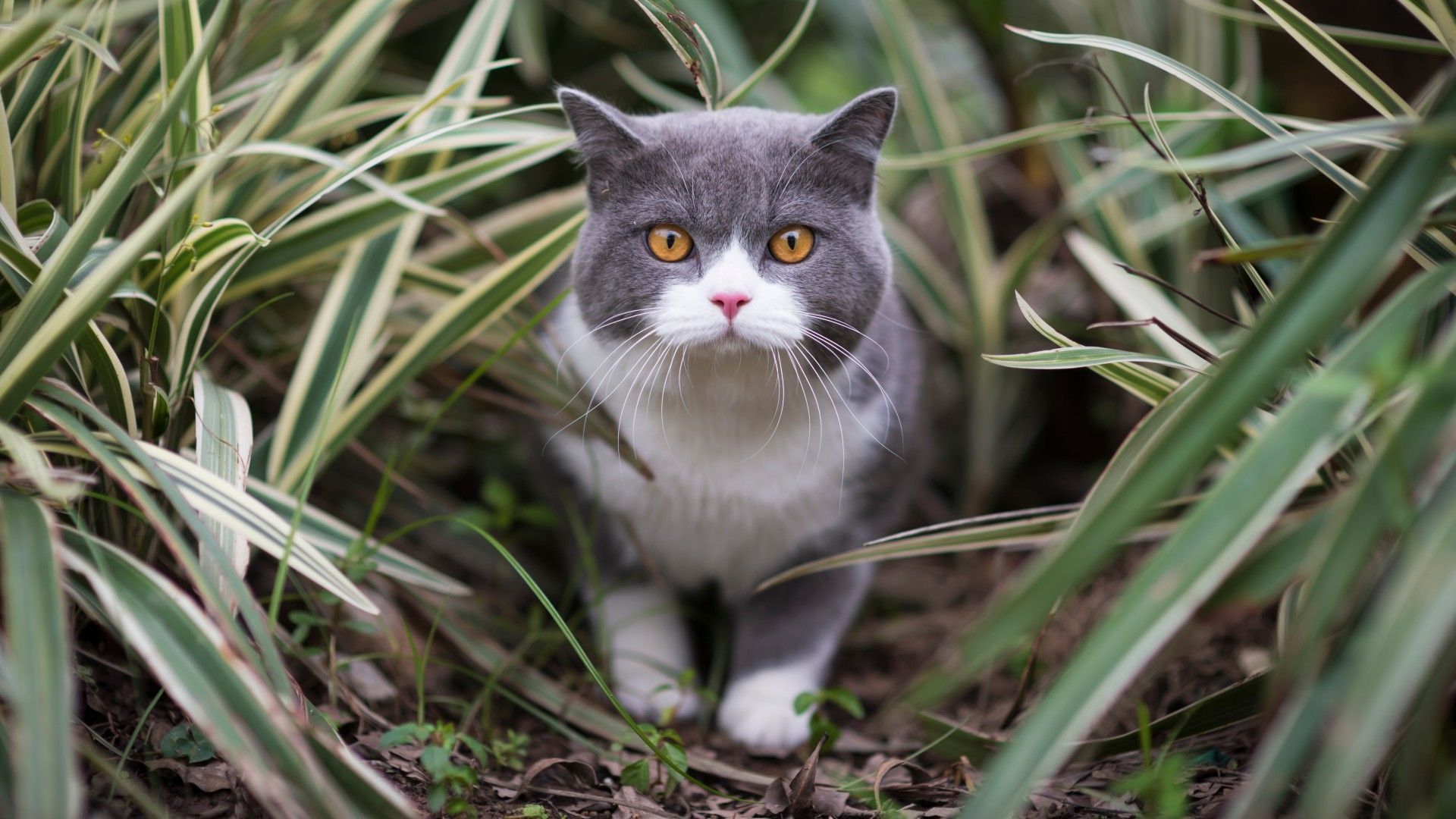 10 Best Indoor Cat Breeds