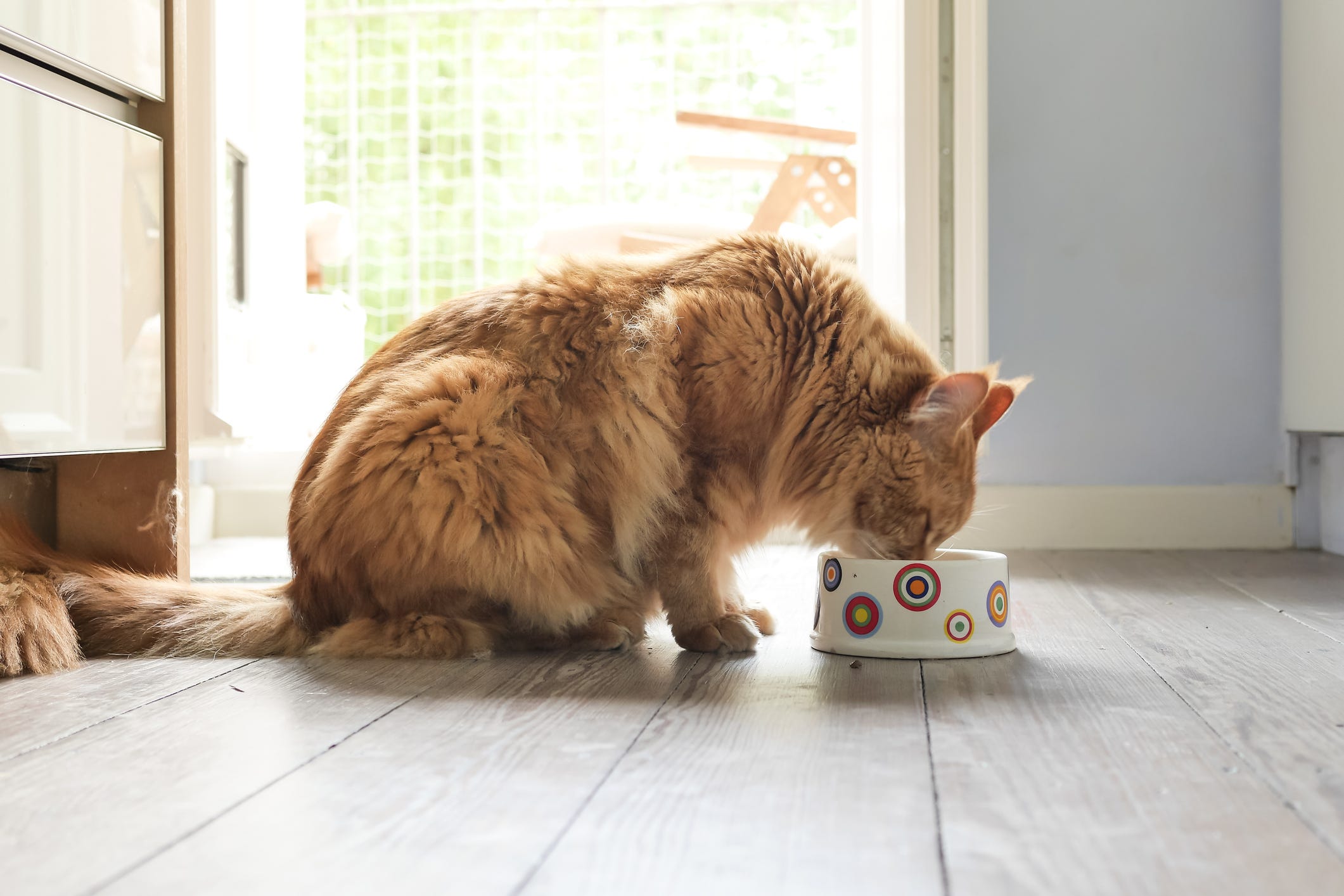 Can cats eat dog food? Explaining your feline pet's dietary needs.