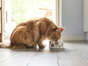 Cats, which can tolerate lactose, can have milk in small quantities.