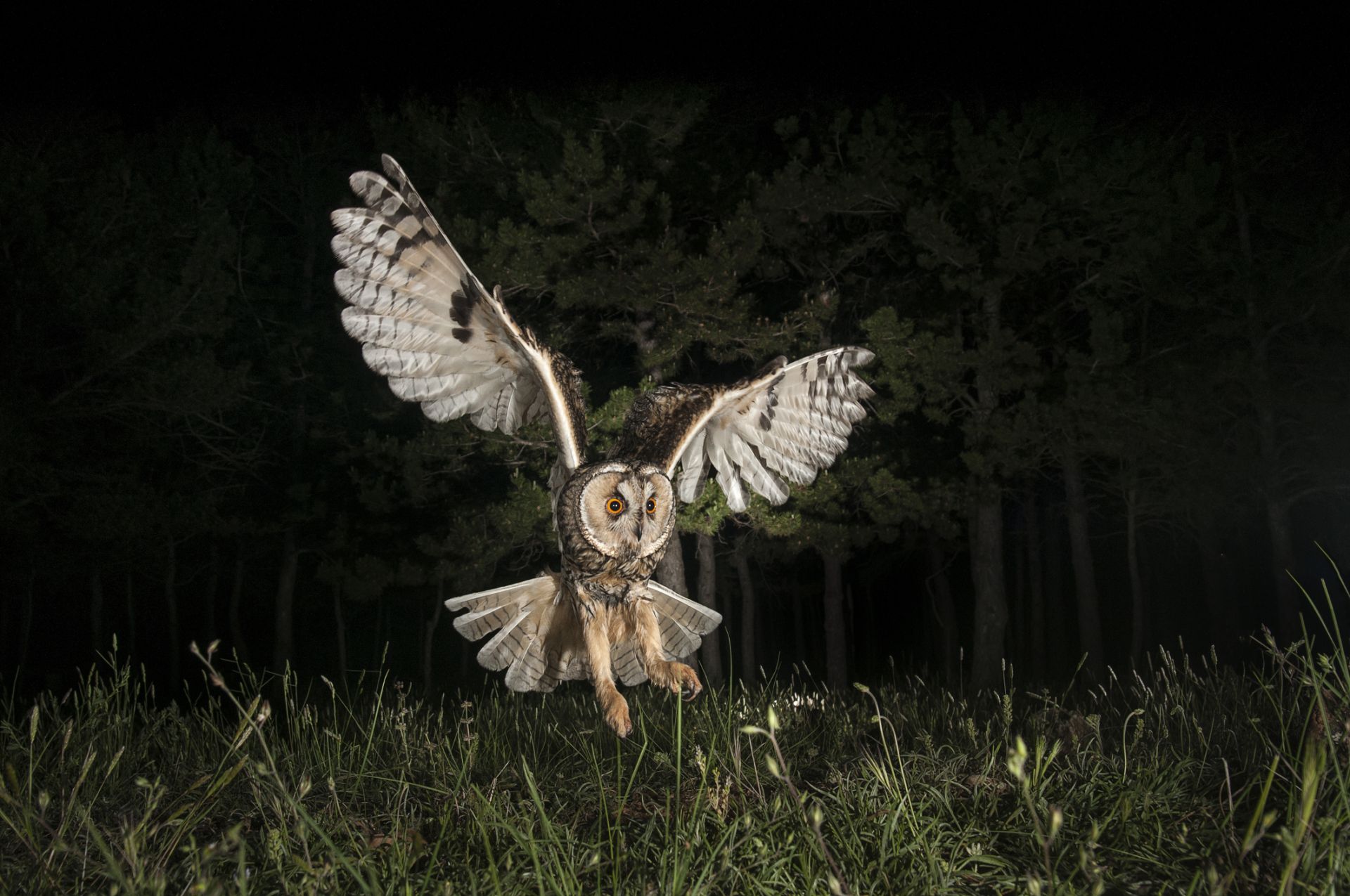 Amazing photos of nocturnal animals