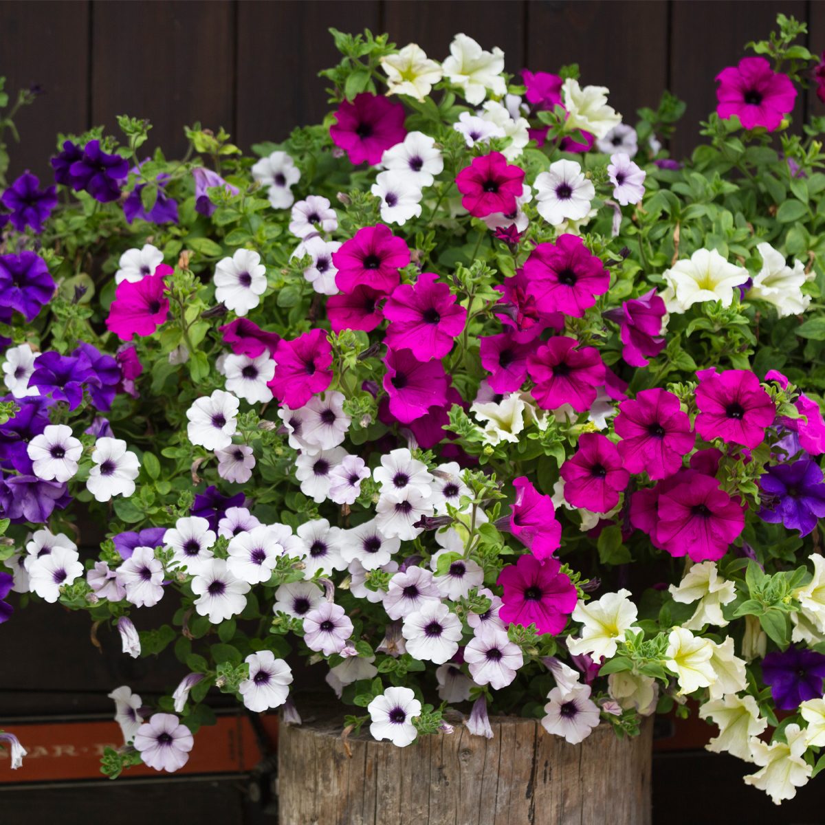 10 Best Flowers That Bloom All Summer