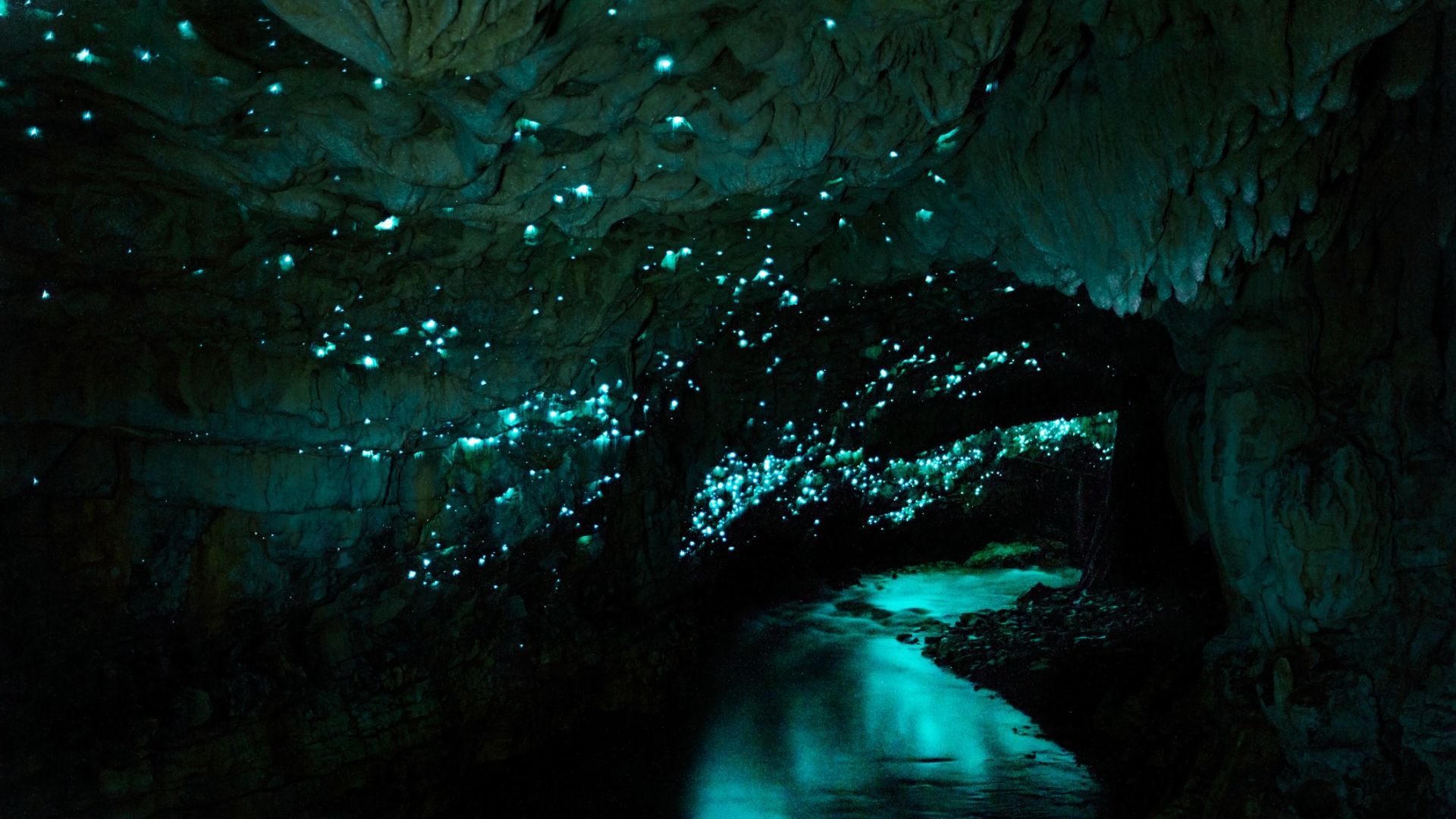 <p>                     If you fancy swapping a night under the stars for a different kind of light show, New Zealand's famous glowworm caves may be just the ticket.                    </p>                                      <p>                     According to NewZealand.com, the Waitomo Caves offer some of the best glowworm sights in the country. Take a trip through the Waitomo Caves either by boat, kayak or on foot and gaze up at the thousands of glowworms that call these caves home. The unique environment looks like something straight out of a sci-fi movie, with strange creatures illuminating the way like a star-studded sky.                    </p>                                      <p>                     Glowworms produce light via a chemical reaction, in a process known as bioluminescence, according to the Natural History Museum in London.                   </p>