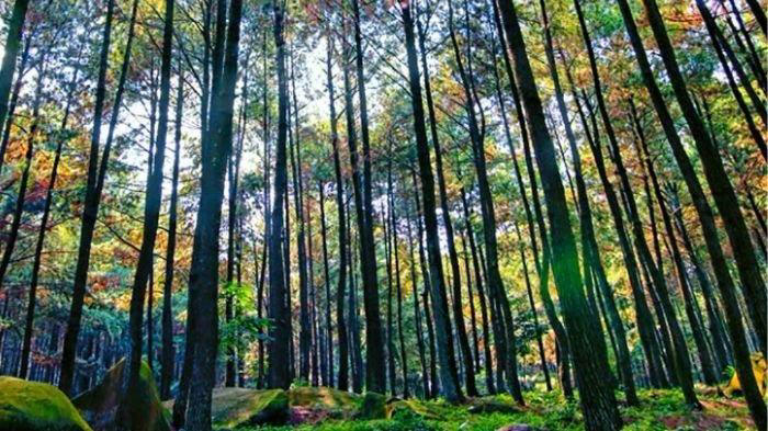 Pemandangan hutan pinus di Hutan Pinus Catang Malang yang terletak diantara Kecamatan Cisarua, Bogor dan Kabupaten Cianjur. (Instagram @tigajamdarijakarta)