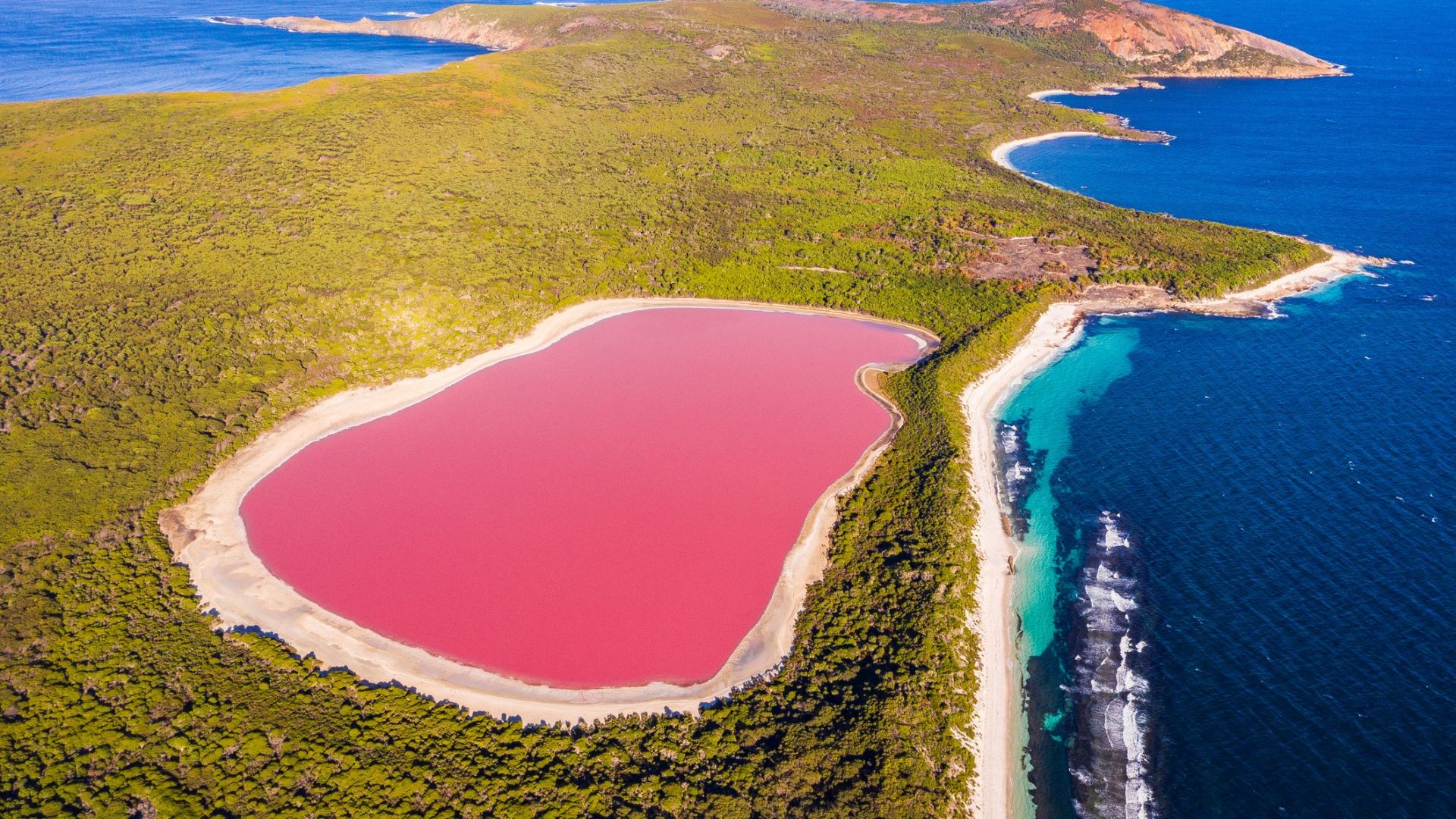 <p>                     Lake Hillier, located on Middle Island, Western Australia, definitely looks like it belongs on another planet. The stark contrast between the pink lake, dark blue waters of the Indian Ocean and the luscious green forest are remarkable.                    </p>                                      <p>                     According to the travel website Hiller Lake, scientists are not 100% sure how the lake gets its rosy pink hue. The most likely suspect is the <em>Dunaliella salina</em> microalgae found in the lake, which produce carotenoids — a red pigment. But halophilic "salt-loving" bacteria in the salt crusts may also play a role. It has also been suggested that a reaction between the salt and sodium bicarbonate could be altering the color of the lake.                    </p>                                      <p>                     The mysterious salmon-pink lake is approximately 2000 feet (600 m) long and 820 ft (250 m) wide and is best viewed from the air.                    </p>