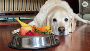 Can my dog eat that? A guide to fruits and vegetables safe for canine consumption.