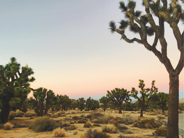 Ask anyone—there’s really no other place in the world like Joshua Tree National Park. I’m a huge fan of this national park as well as its quirky neighboring towns. My friends and I can go on for days about all the great landmarks and attractions ... Read more