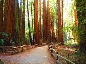 muir woods national monument