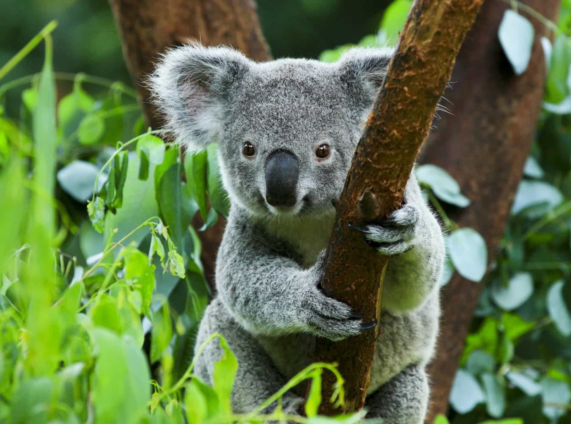 Коалы плавают. Коала на эвкалипте. Морис коала. Пейзаж с коалами. Животное похожее на коалу.