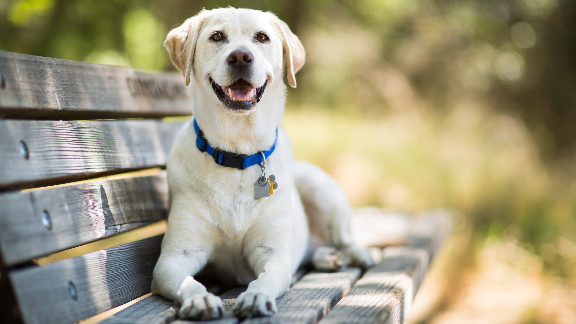 13 smartest dog breeds that love a challenge