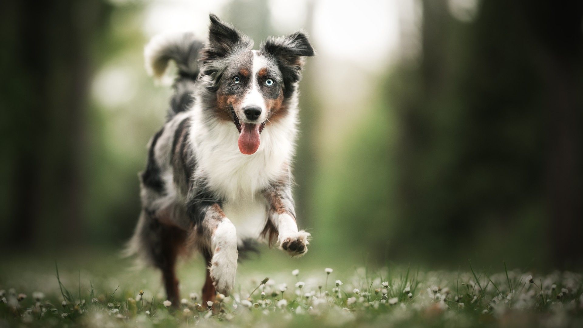 <p>                     Best matched with owners who lead an active lifestyle, the Australian Shepherd dog is the perfect hiking companion. High-energy activities such as chasing frisbees and playing with interactive dog toys work well for this playful dog breed, but you'll also want to challenge them mentally.                    </p>                                      <p>                     Fetch and tug-of-war are great options here; investing in a few of the best rope dog toys will help keep them occupied.                   </p>