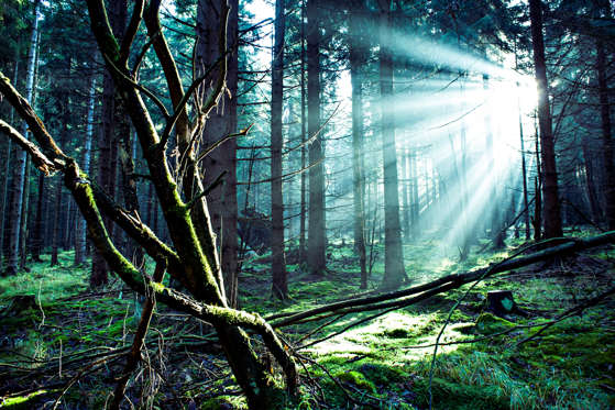 Black Forest, Germany - Zoonar/Val Thoermer/Getty Images Black Forest, Germany