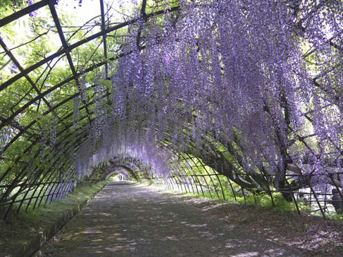 Wisteria Flower Tunnel, Japan - ES3N/Getty Images Wisteria Tunnel
