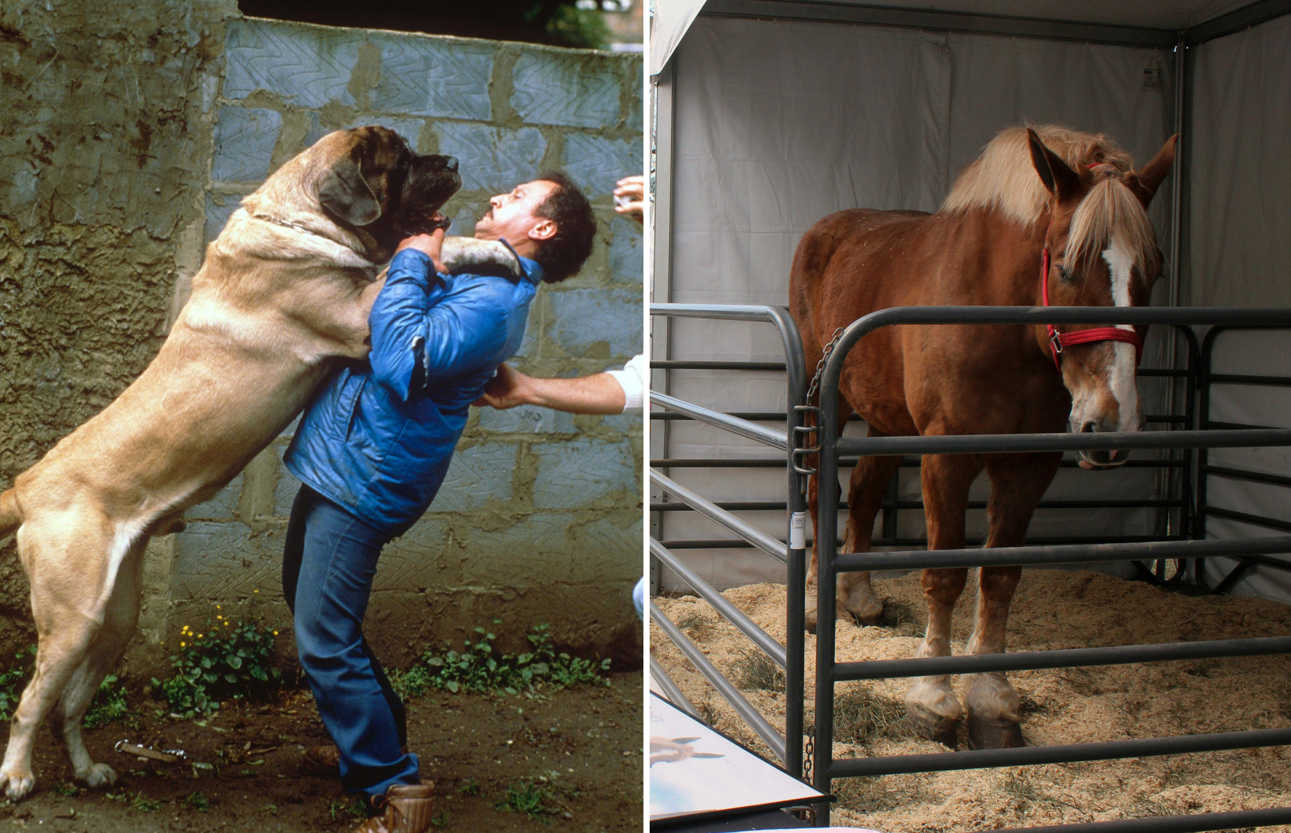 Whoa, Boy! Meet The World's Biggest Pets
