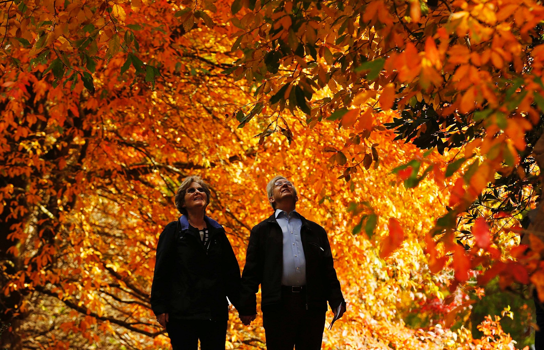 Вдруг среди листвы видишь пестрый. Осенняя прогулка. Осень жизни. Пожилые люди осень. Листопад осенью.