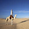 MODEL RELEASED Dromedary rider in the Sahara, Douz, Kebili, Tunisia, North Africa