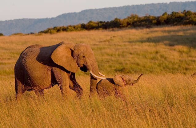 ÎÎ¹Î±ÏÎ¬Î½ÎµÎ¹Î± 9 Î±ÏÏ 18: Masai Mara National Reserve, Kenya