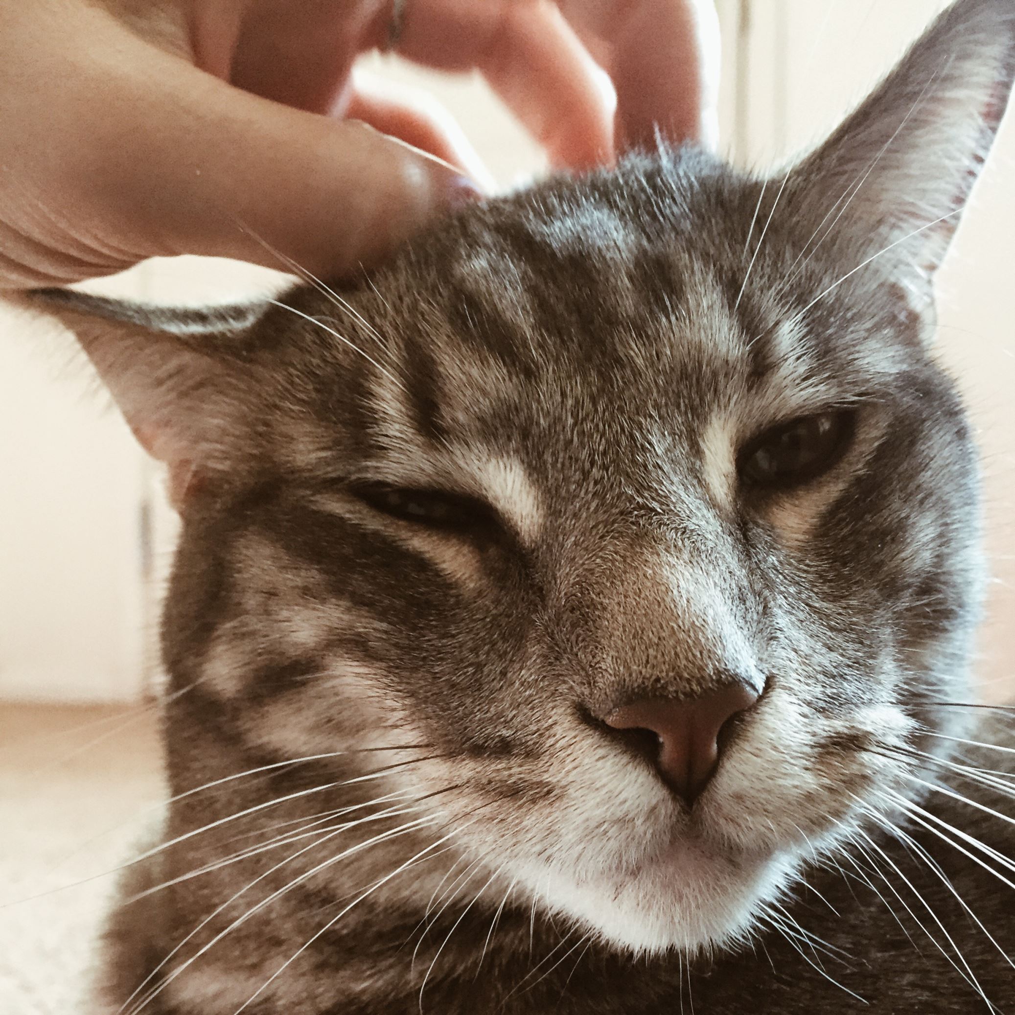 猫が ゴロゴロ のどを鳴らす理由とは 人間にも健康効果があるって本当