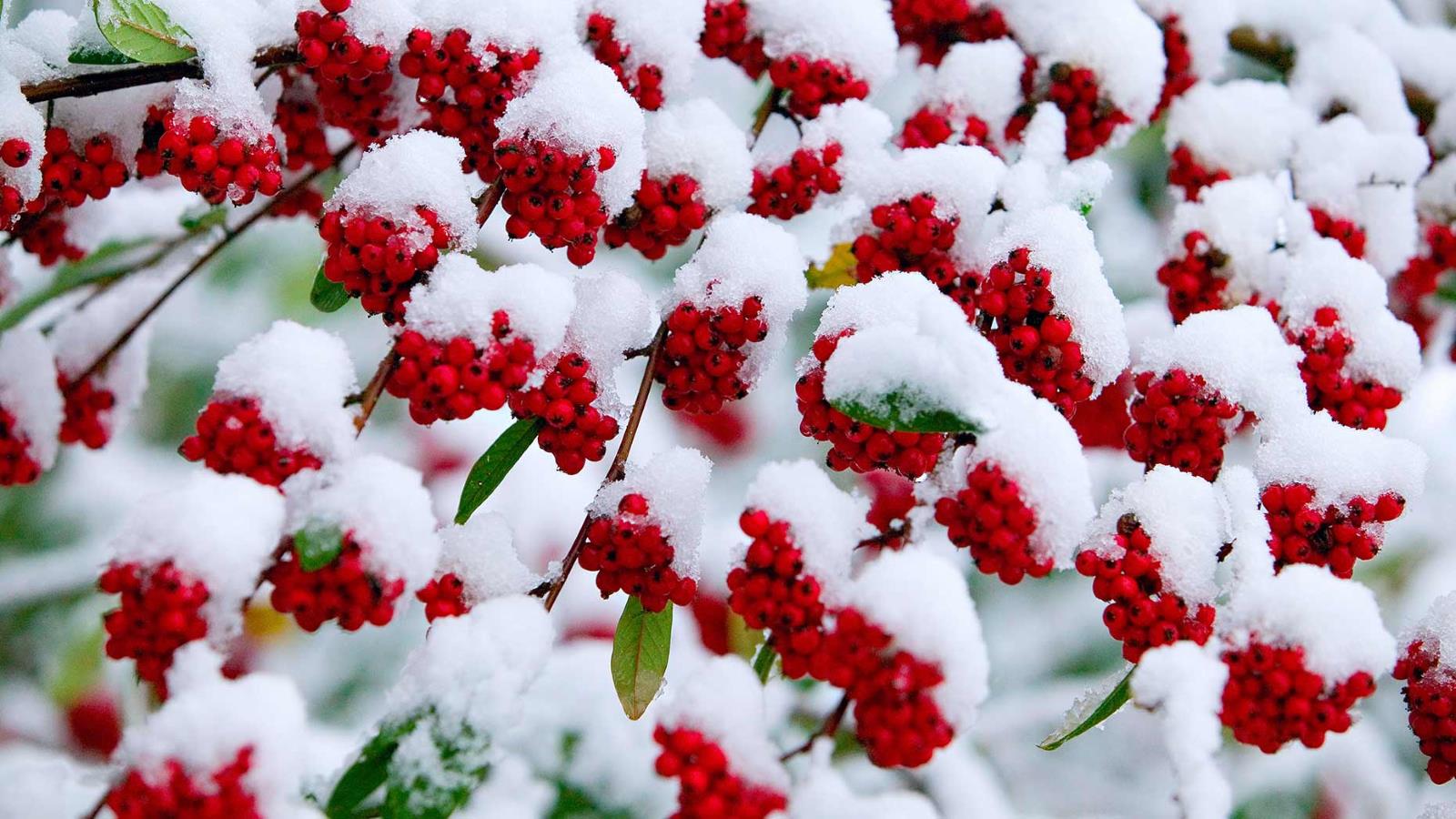 Вишня в снегу фото сакура под снегом Фото № 241055