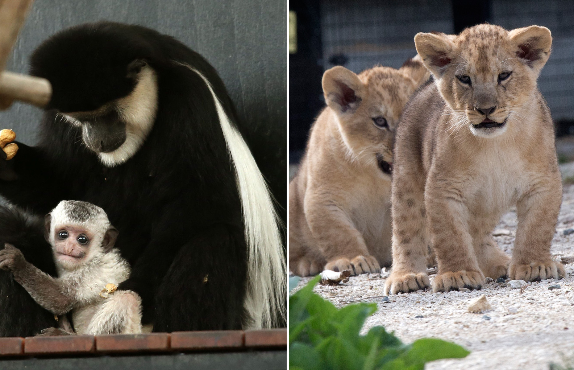 Zoo babies of 2015
