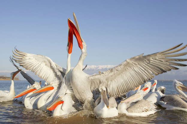 ÎÎ¹Î±ÏÎ¬Î½ÎµÎ¹Î± 19 Î±ÏÏ 42: Dalmatian Pelican (Pelecanus crispus) adults and juveniles,  competing for fish discarded by fishermen *Full story: http://www.rexfeatures.com/nanolink/in7f   With the offer of free fish on the line these pugilist pelicans didn't pull their punches. Really causing the feathers to fly, the birds turned to violence in an effort to establish a pecking order. The Dalmatian Pelicans were seen getting into a flap after fishermen discarded some of their catch on Lake Kerkini in Macedonia, Greece. Photographer Bill Coster captured the moment the birds came to blows in their attempts to snap up the free lunch. And the hungry flock used their distinctive orange beaks to good effect as they battled it out with what appeared to be an avian form of arm wrestling. As news about the fishy feast spread more and more pelicans joined the brawl until every available morsel had been swallowed. Dalmatian Pelicans are one of the largest living bird species, with a wingspan of 9ft 6in-11ft 6in. Having such a vast frame means they are required to consume a massive 1,200 g (2.6 lb) of fish per day.