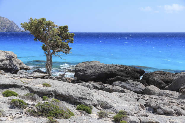 ÎÎ¹Î±ÏÎ¬Î½ÎµÎ¹Î± 28 Î±ÏÏ 42: Coast of Crete island in Greece. Rocky beach Kedrodasos near famous Elafonisi (or Elafonissi) with old juniper tree.