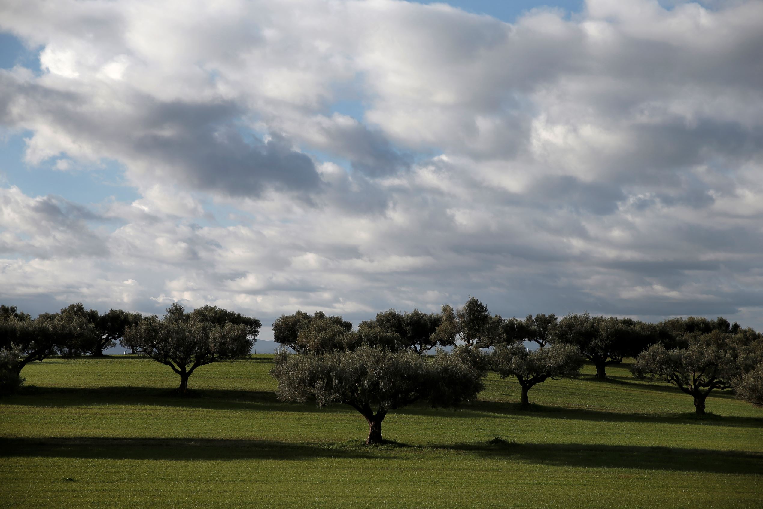 ÎÎ¹Î±ÏÎ¬Î½ÎµÎ¹Î± 36 Î±ÏÏ 42: In this picture taken Friday, Feb. 14, 2014, pruned olive trees catch the sunlight in a field outside Antirrio, in western Greece. Plans to extend a brutal efficiency drive to olive oil production in Greece have been met with anger and disbelief. If proposals from a government funded study are adopted, olive oil blended with cheaper vegetable oils will soon go on sale as part of an effort to modernize Greece's economy, which was rescued from near bankruptcy four years ago