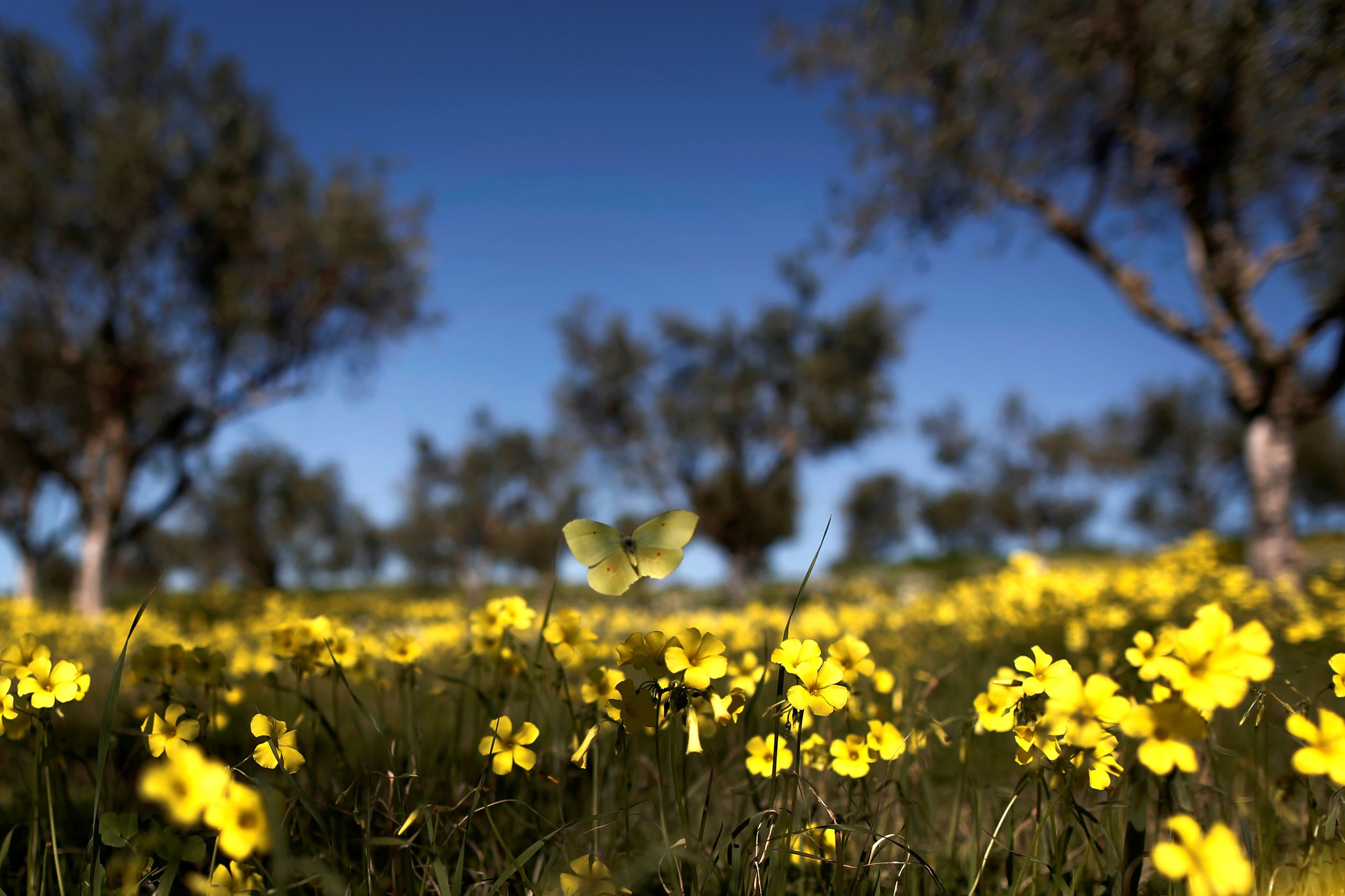 ÎÎ¹Î±ÏÎ¬Î½ÎµÎ¹Î± 38 Î±ÏÏ 42: A butterfly hovers over a bed of wild flowers in an olive grove in Simiza, in the Peloponnese region of southern Greece, on Saturday, Feb. 15, 2014. Temperatures across Greece were unseasonably high for the Valentine's Day weekend.