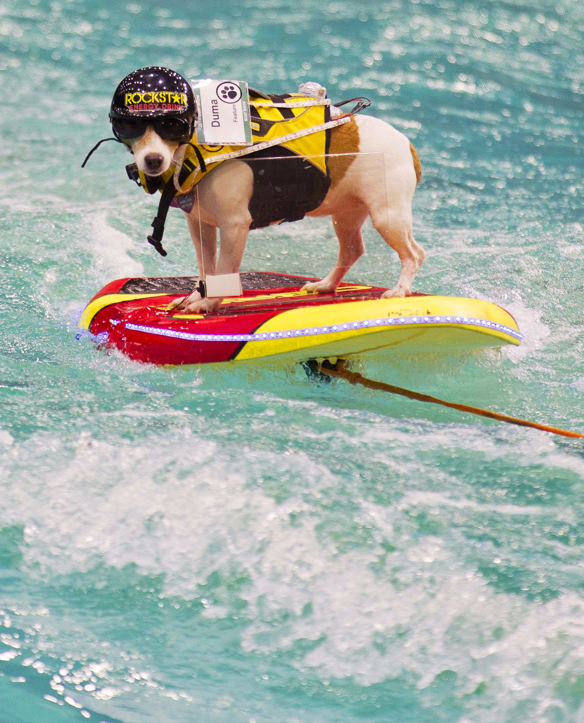 Quelle Est La Meilleure Race De Chien Pour Votre Signe