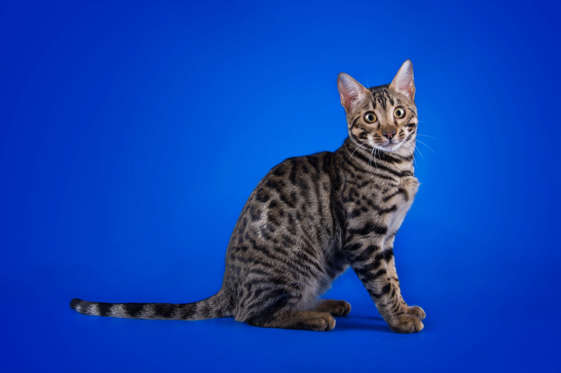 Slide 20 of 21: savannah cat on a blue background isolated