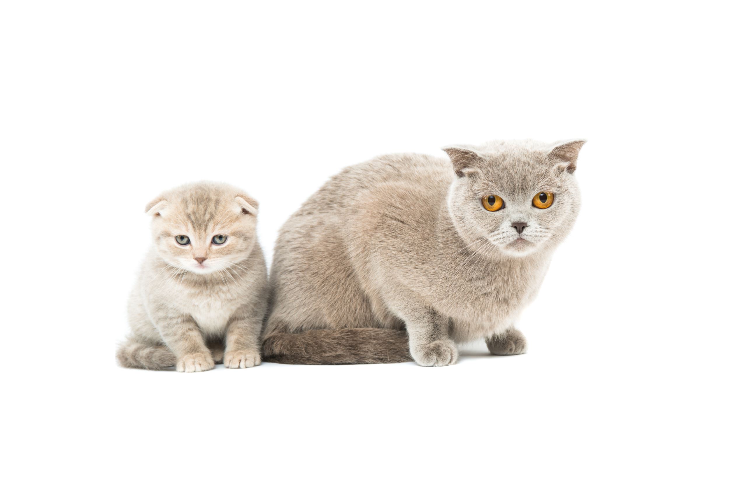 Slide 15 of 21: Scottish Fold Cat