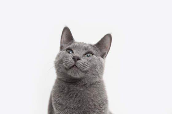 Slide 16 of 21: VARIOUS Studio portrait of alert russian blue kitten looking up