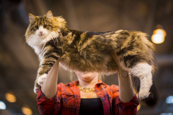 Slide 3 of 21: BIRMINGHAM, ENGLAND - NOVEMBER 22: Sherman, a Norwegian Forest Kitten, is held by its owner before being judged at the Governing Council of the Cat Fancy's 'Supreme Championship Cat Show' at the NEC Arena on November 22, 2014 in Birmingham, England. The one-day Supreme Cat Show is one of the largest cat fancy competitions in Europe with over one thousand cats being exhibited. Exhibitors aim to have their cat named as the show's 'Supreme Exhibit' from the winners of the individual categories of: Persian, Semi-Longhair, British, Foreign, Burmese, Oriental, Siamese. (Photo by Rob Stothard/Getty Images)