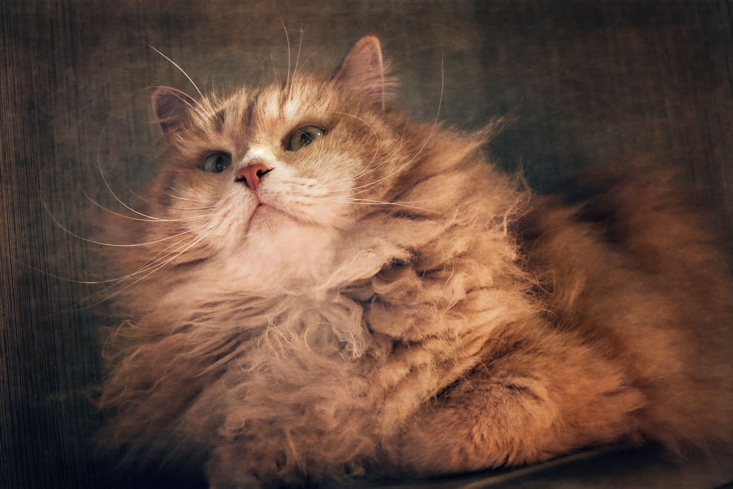 Slide 8 of 21: Siberian, long hair, male cat and its long whiskers.